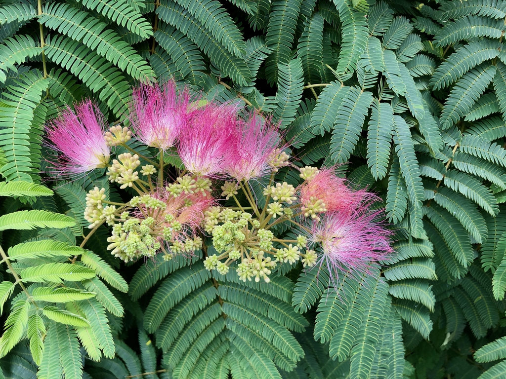 Flower & Leaves - Early June - Wake Co., NC