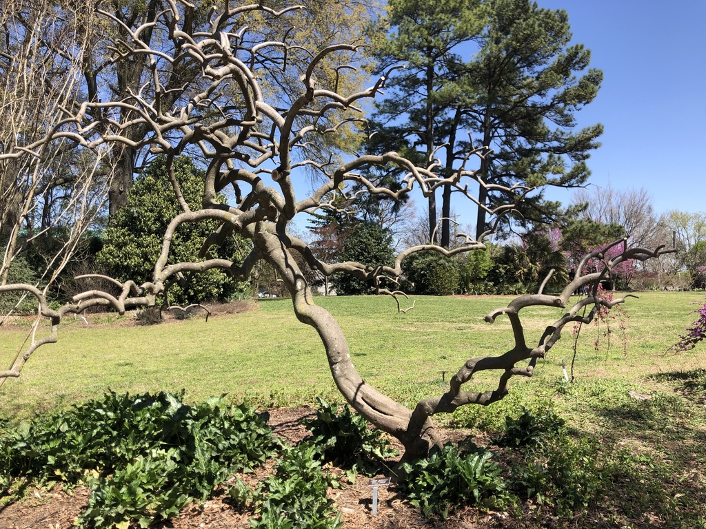 'Ishii Weeping' - Pruned - March 28 - Wake Co., NC