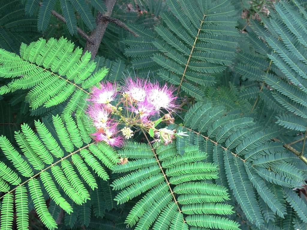 Albizia julibrissin