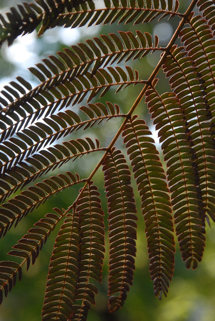 Albizia julibrissin