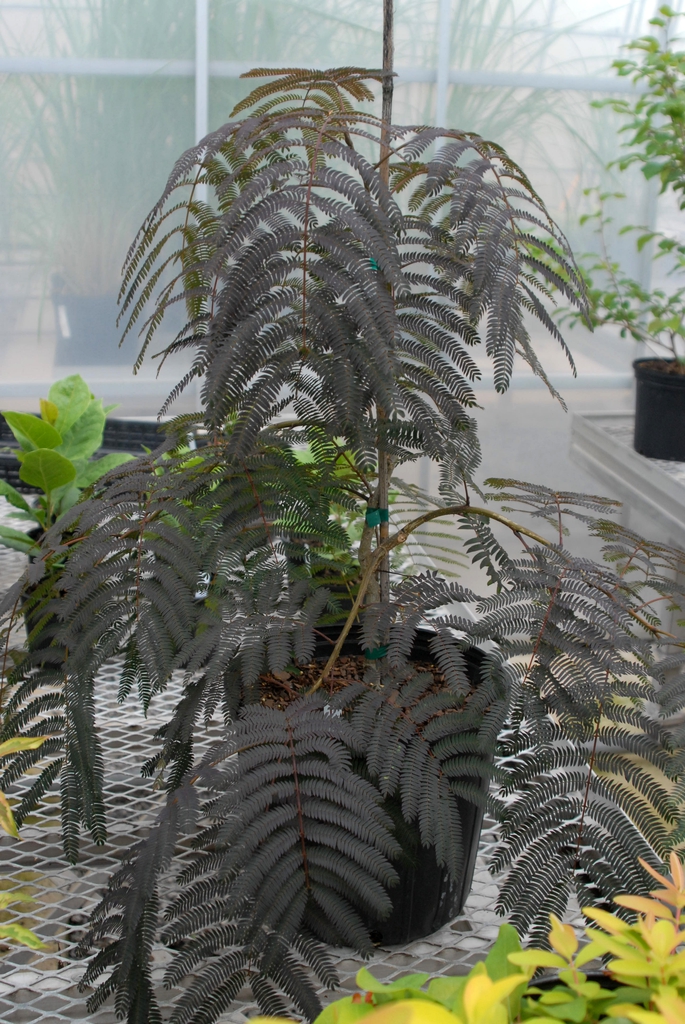 Albizia julibrissin