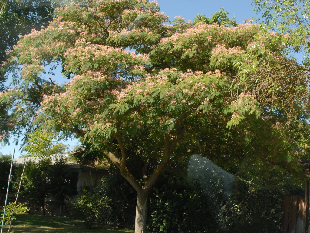 Albizia julibrissin