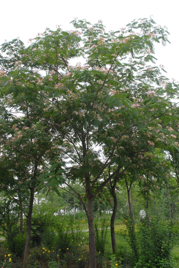 Albizia julibrissin