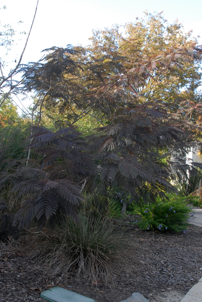 Albizia julibrissin