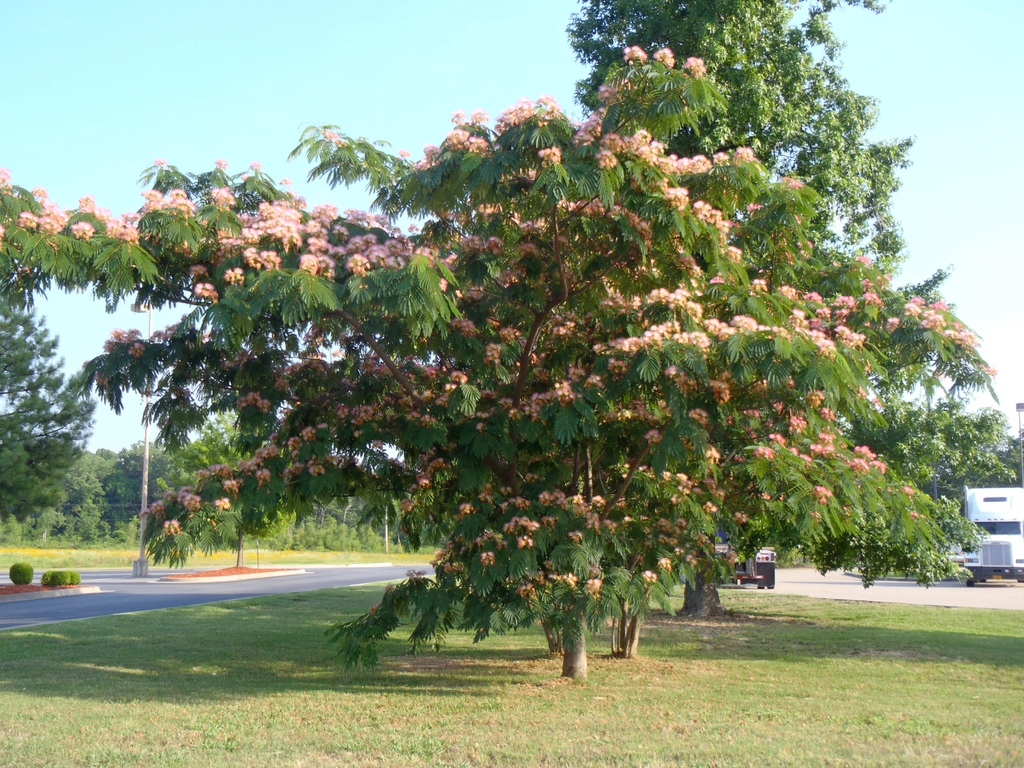 Albizia julibrissin