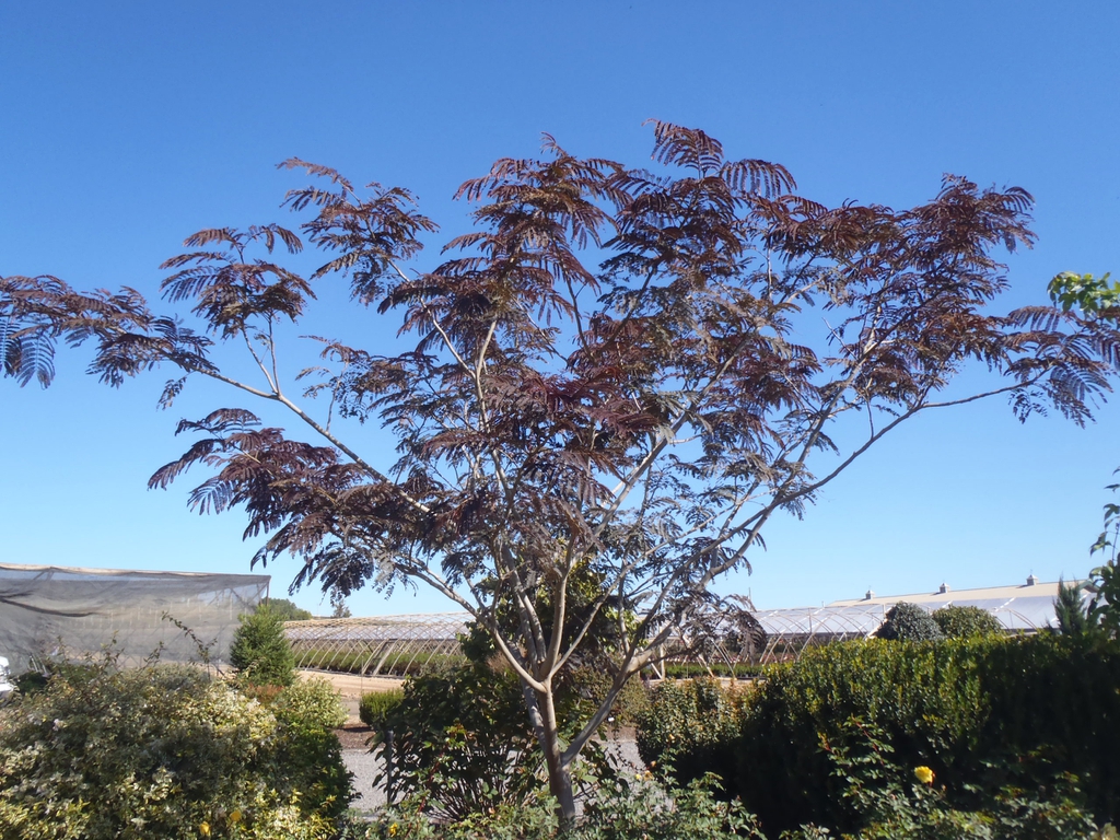 Albizia julibrissin