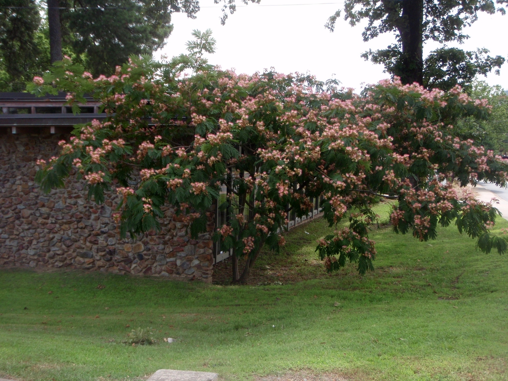 Albizia julibrissin