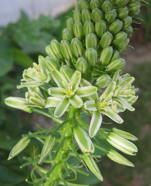 Flower of A.bracteata