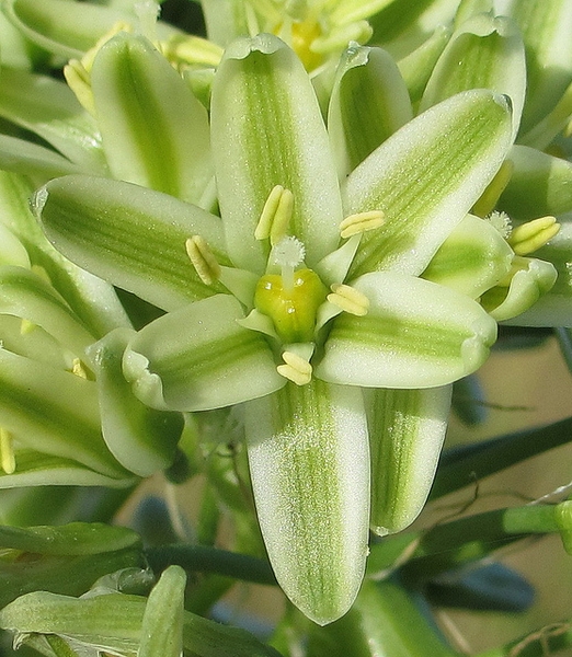 Flower of A.bracteata
