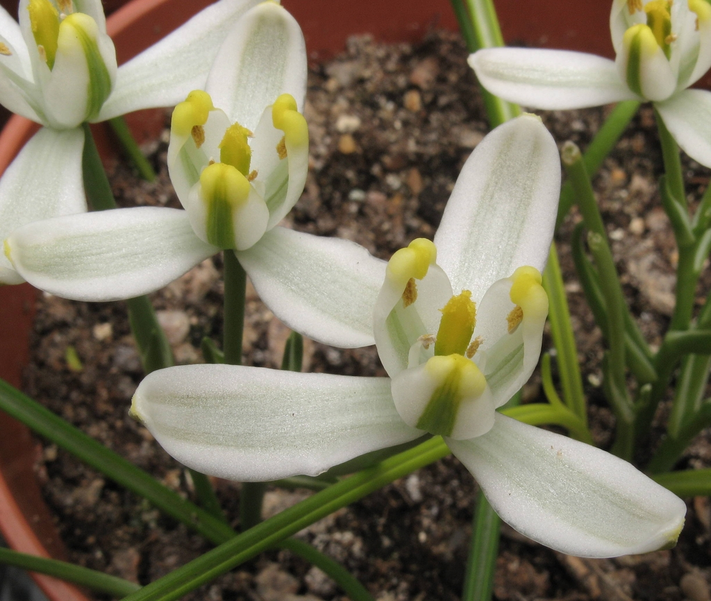 Wjite flower with green stripe