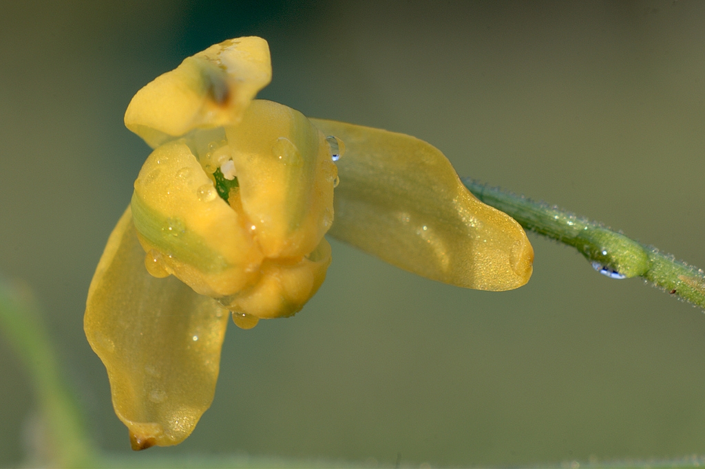 Yellow flower with 3 inner tepals closed