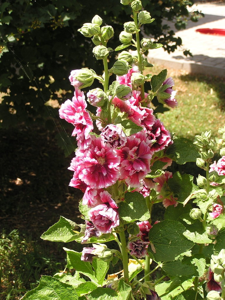 Flower