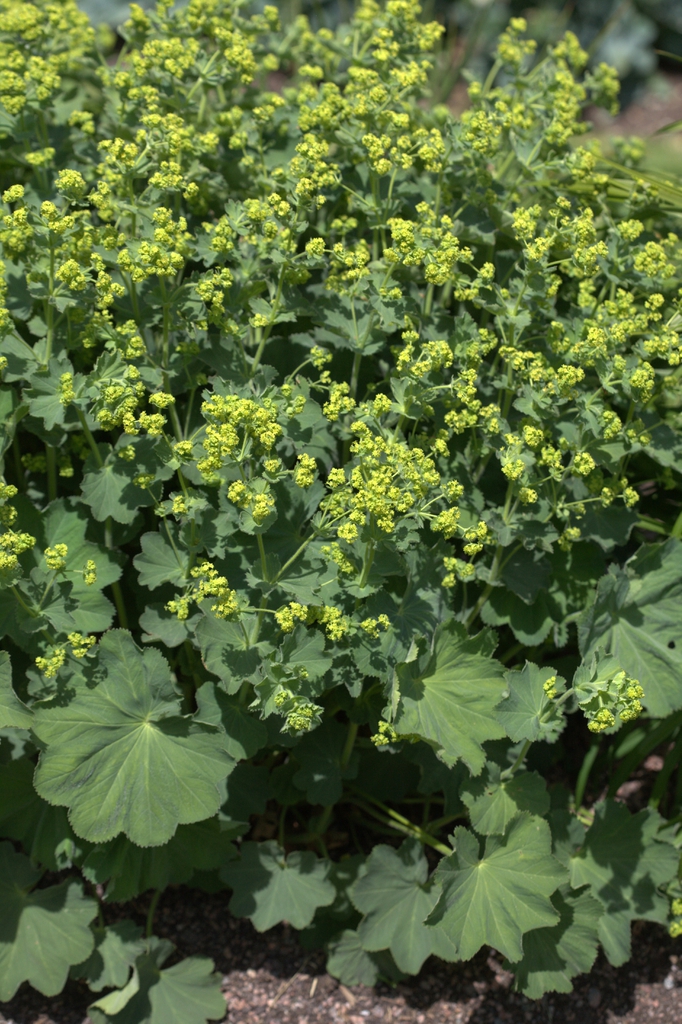 Alchemilla mollis