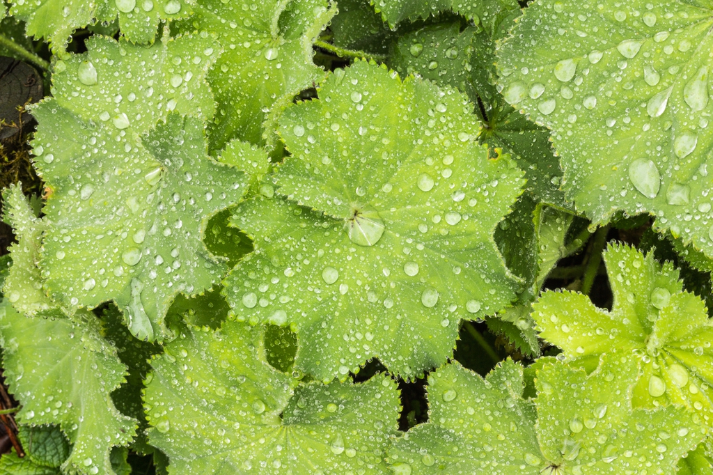 Alchemilla mollis