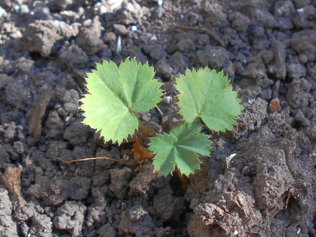 Alchemilla mollis