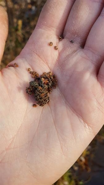 Small brown nutlets held in a hand
