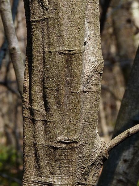 Brown smooth bark