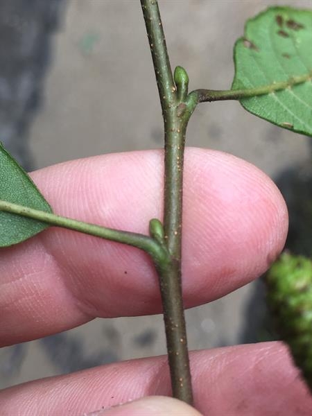Brown stem showing leaf junctures