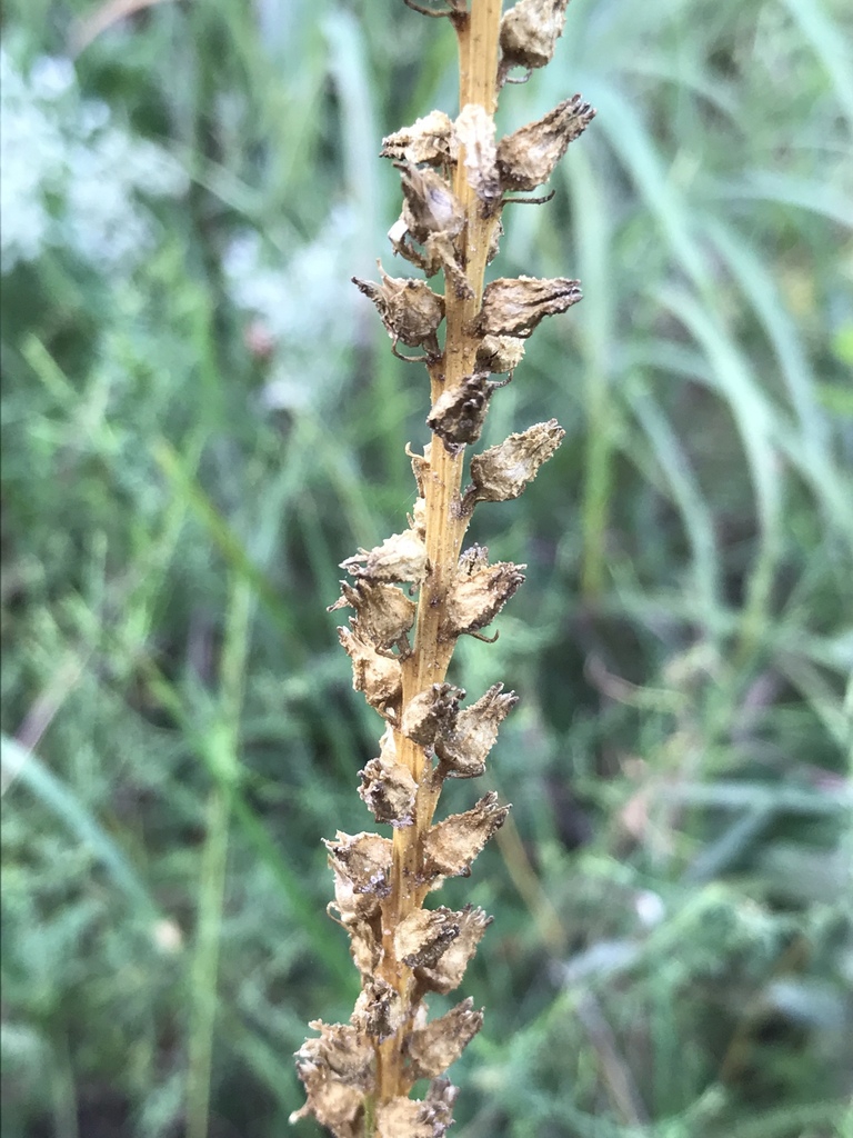 Fruit