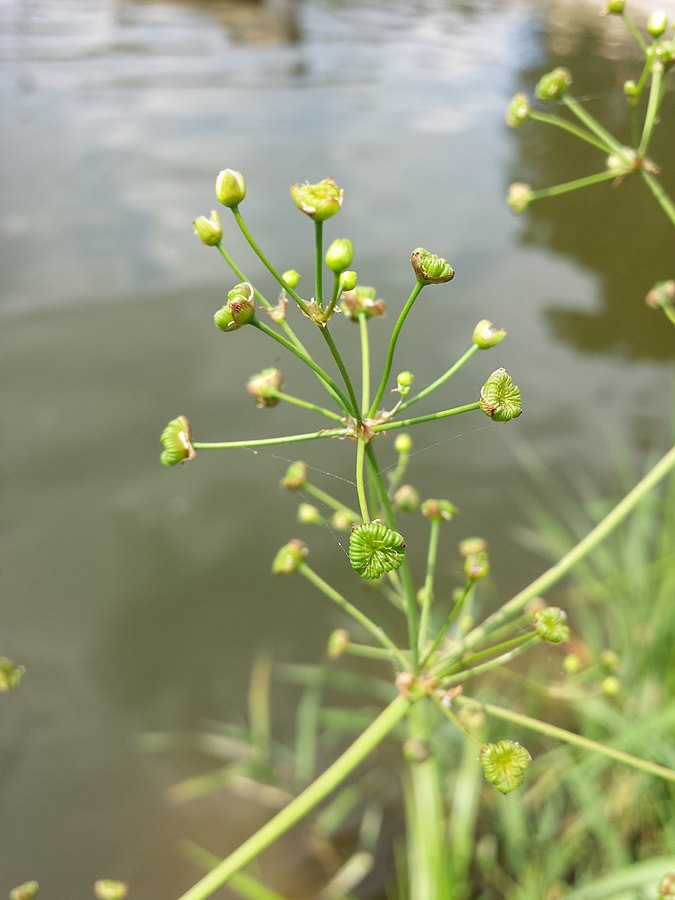 Alisma plantgo