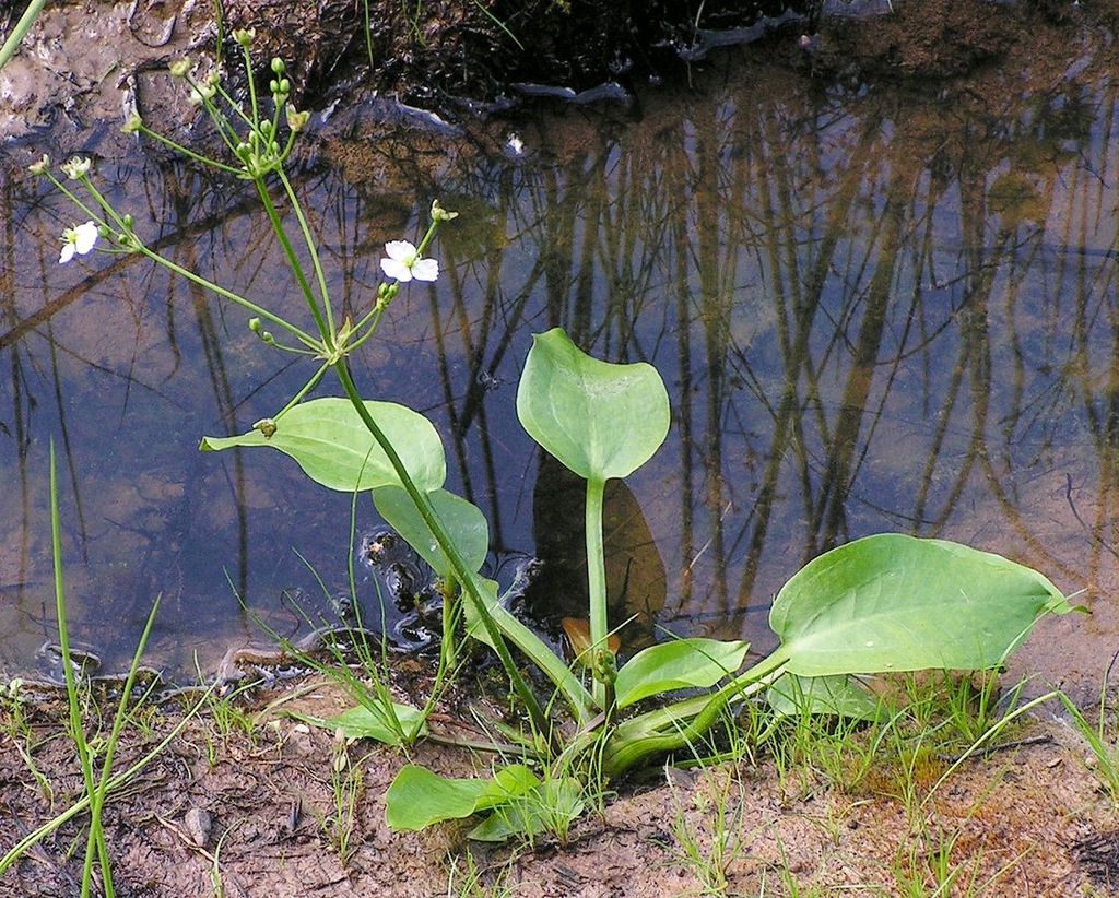 Alisma plantgo