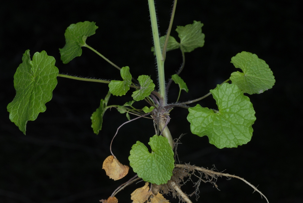 Stem and leaves (Cocke County, TN)-Mid Spring