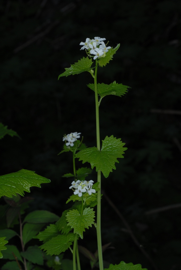 Stem, leaves, flowers (Cocke County, TN)-Mid Spring
