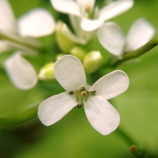 Alliaria petiolata