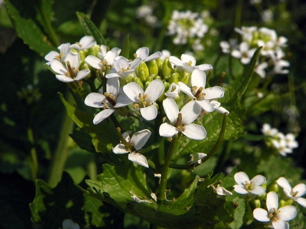 Alliaria petiolata