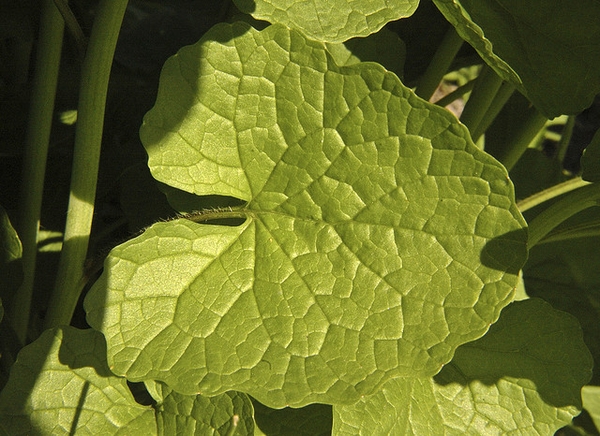 Alliaria petiolata