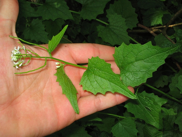 Alliaria petiolata