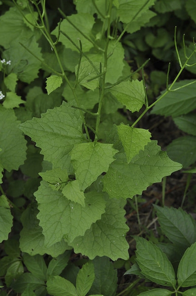Alliaria petiolata