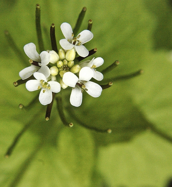 Alliaria petiolata
