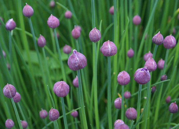 Flower buds