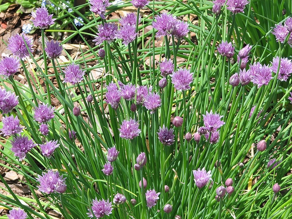 Allium schoenoprasum