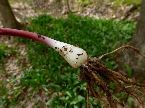 Reddish stem and bulb.