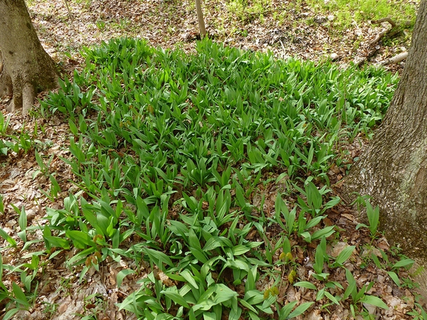 In a woodland setting.