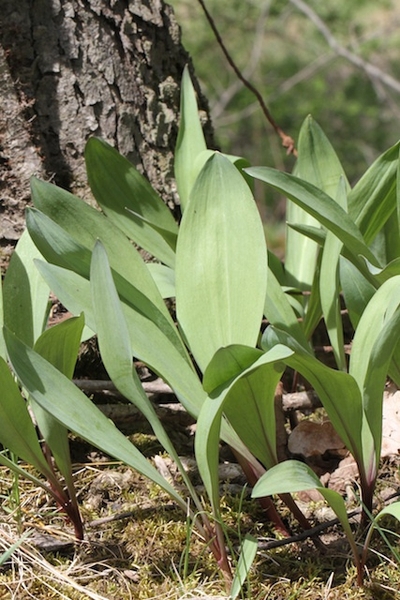 Wide, flat blade shaped leaves