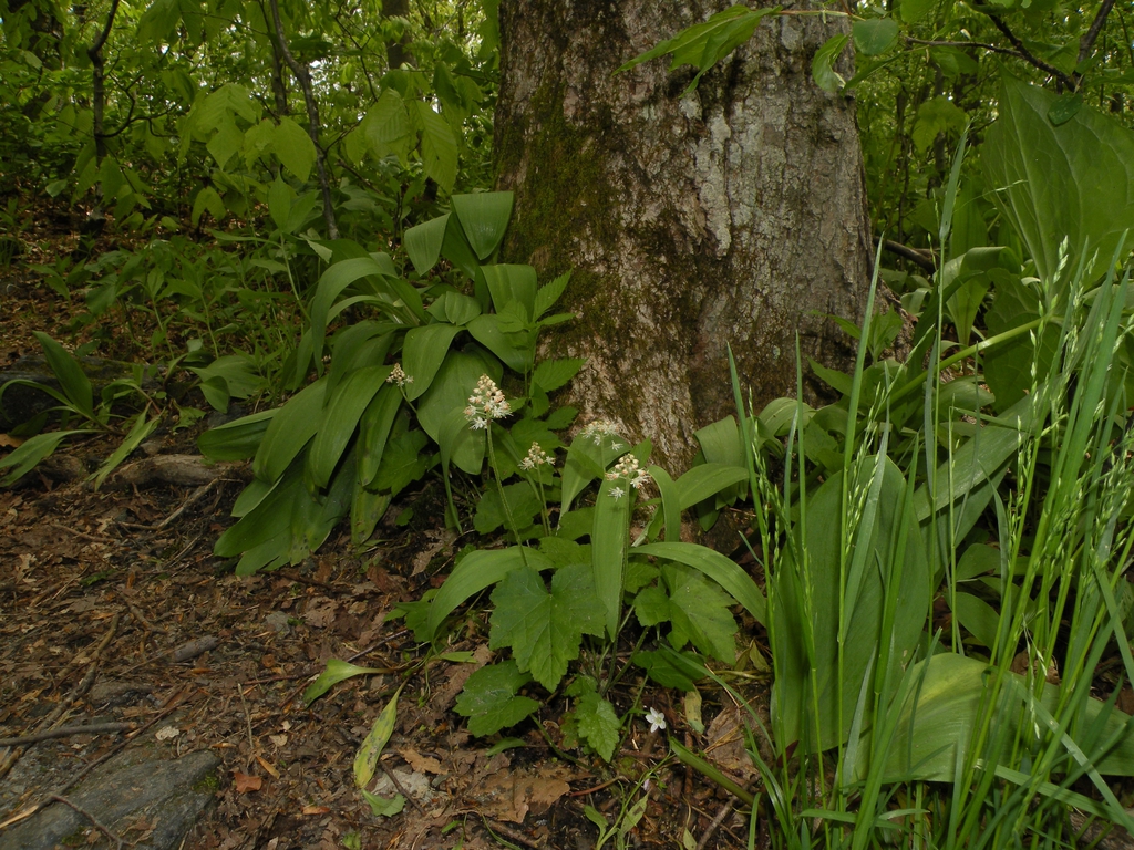 Ramp and Foam Flower (Tiarella cordifolia) woodland setting.