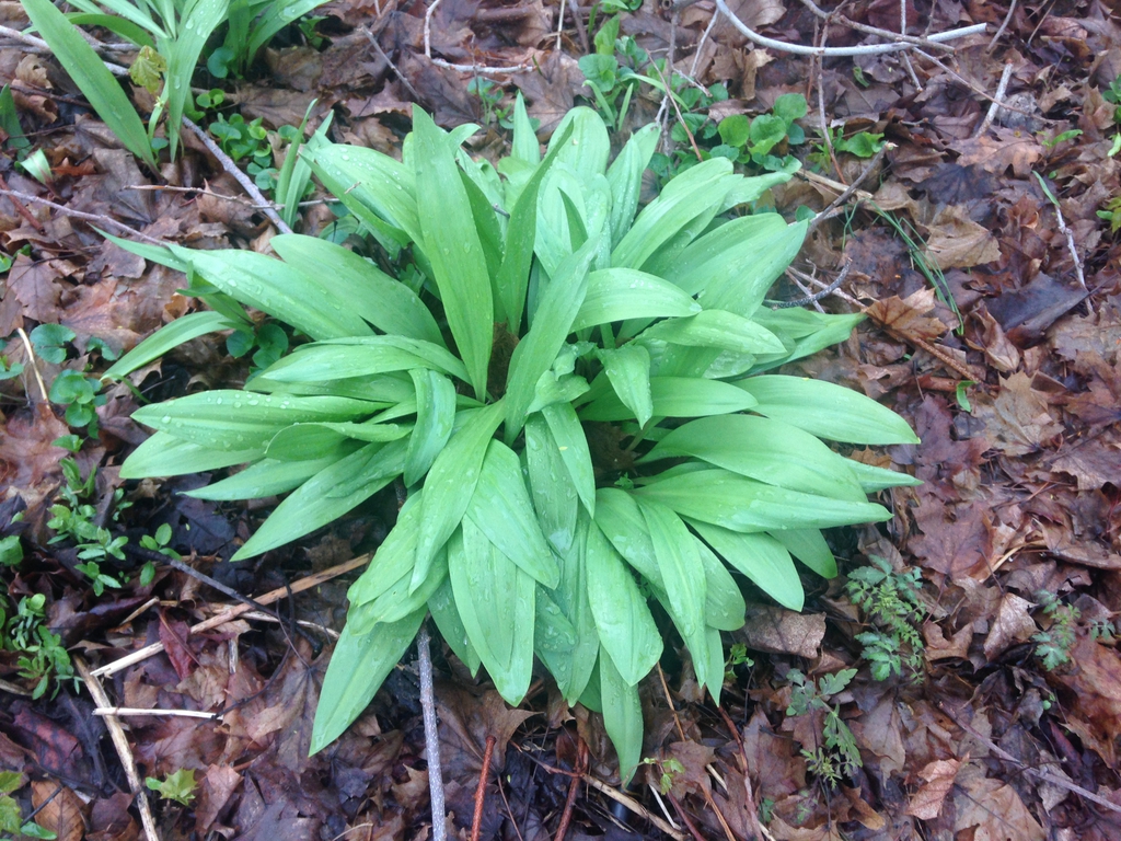 Clumping form