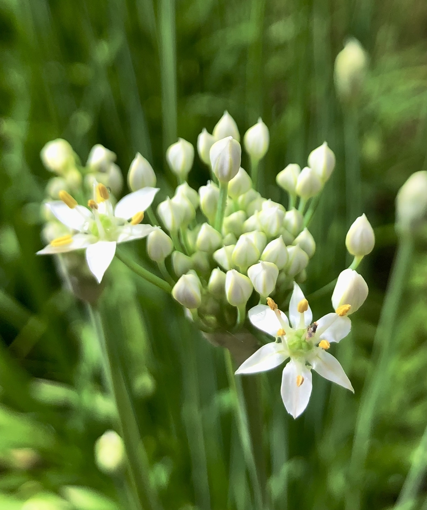 Flowers opening - Wake Co., NC