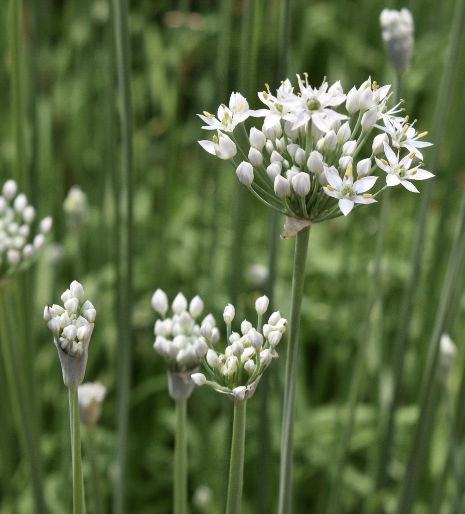 Flowers & Stems - Summer - Wake Co., NC