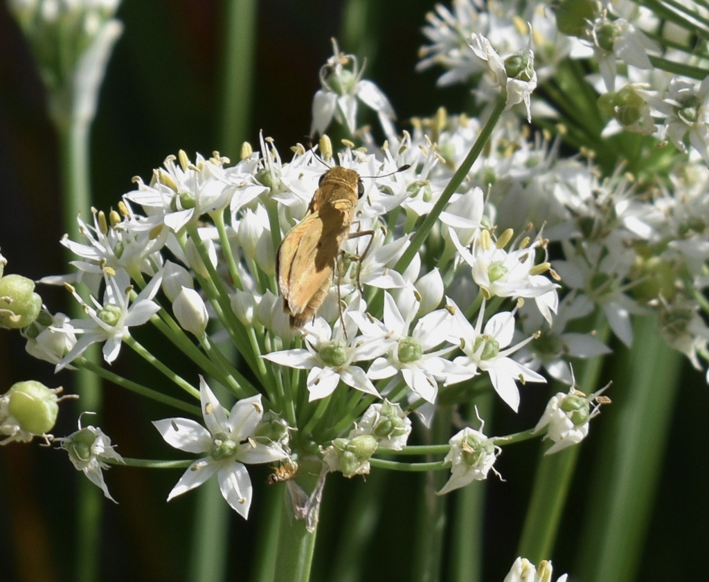 umbel of white flowers with a visiting brown skipper.