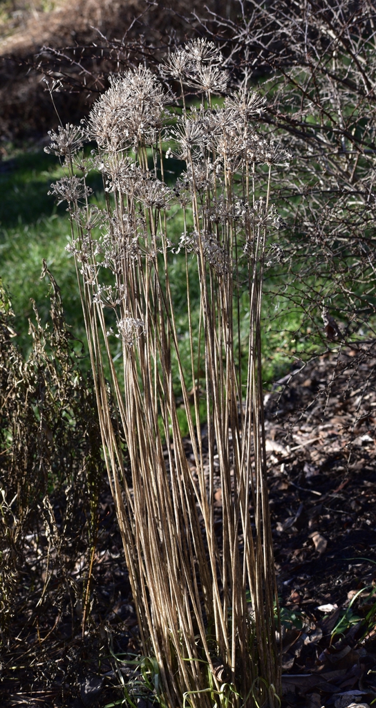 Allium tuberosum