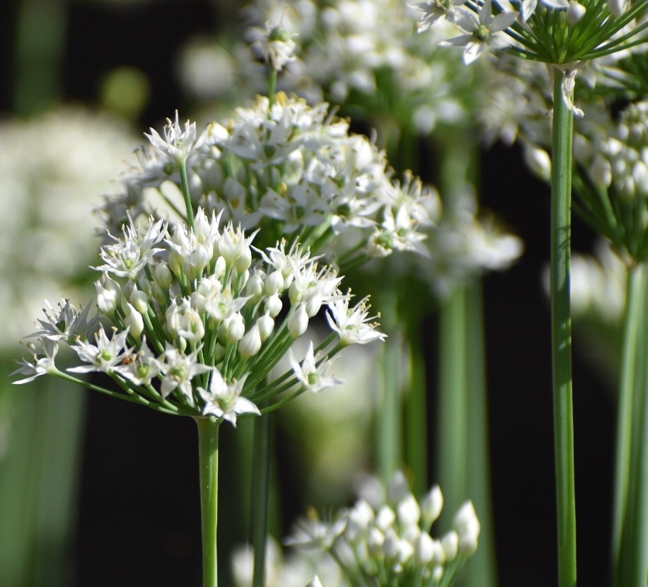 umbrels made up of many small star shaped flowers