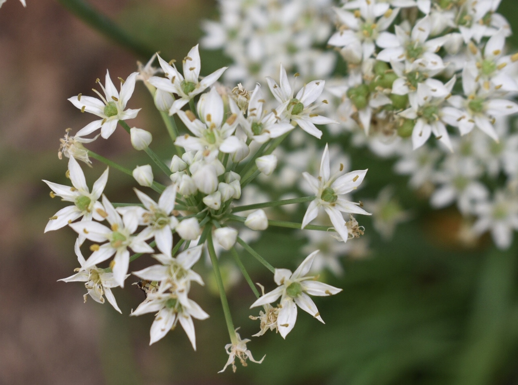 Flowers - June 21 - Wake Co., NC