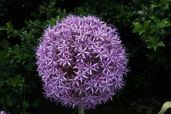 Allium