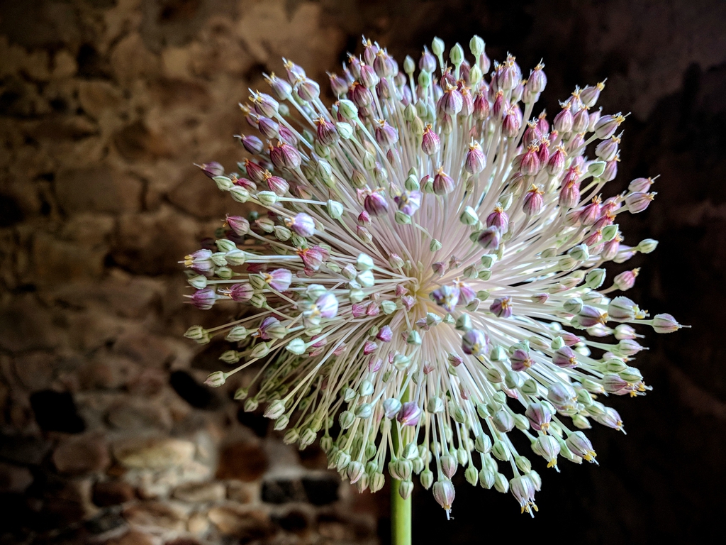 garlic