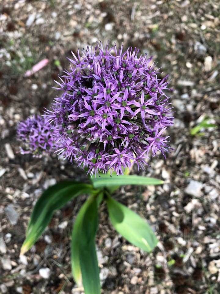 close-up, Wake County, NC