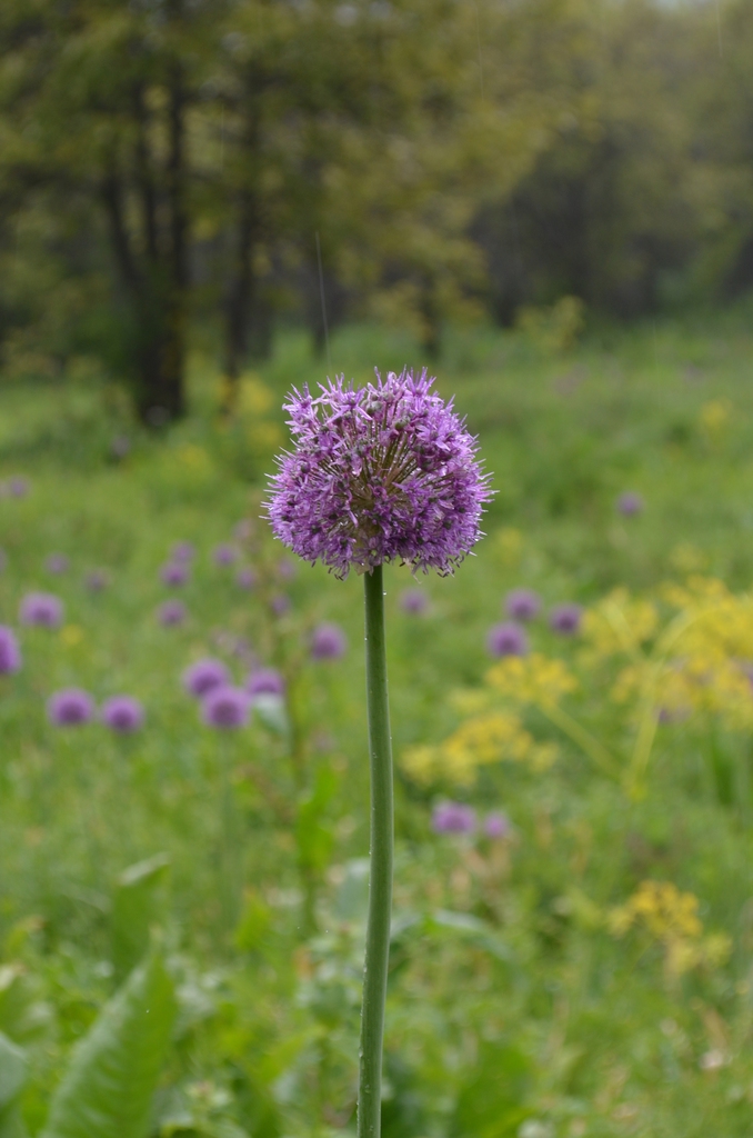 Flower and stem